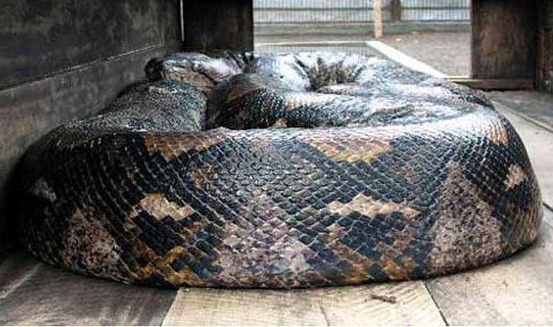 世界上最大的蛇,千奇百怪的蛇类吓倒众人_WWW.TQQA.COM