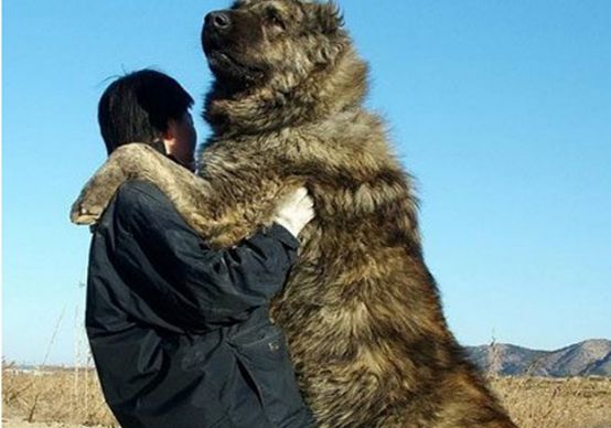 世界上最大的狗,感叹动物的神奇基因_WWW.TQQA.COM
