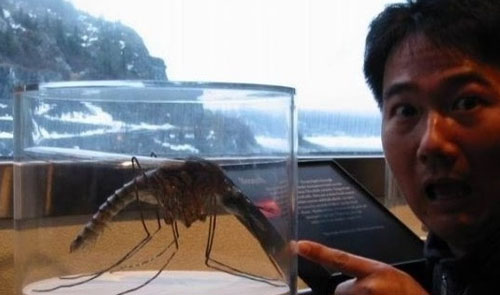 世界最大的蚊子,盘点世界动物之最_WWW.TQQA.COM