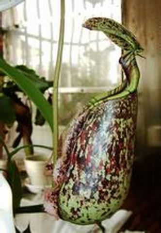 巨型猪笼草,一种能够吃老鼠的植物_WWW.TQQA.COM