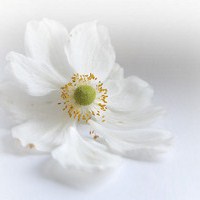静物花唯美qq头像:爱擦身而过_WWW.TQQA.COM