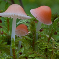 非人物:QQ空间唯美静物头像:蘑菇头像图片_WWW.TQQA.COM