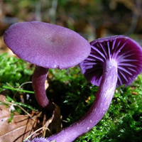 非人物:QQ空间唯美静物头像:蘑菇头像图片_WWW.TQQA.COM