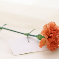 爱情就像凋落的玫瑰:静物唯美头像:花的世界_WWW.TQQA.COM