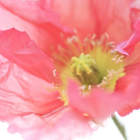 花的世界:唯美静态高清非人物头像:还你一个小清_WWW.TQQA.COM