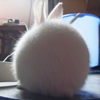 可爱喵星人+汪星人头像:可爱猫咪头像大全送给萌_WWW.TQQA.COM