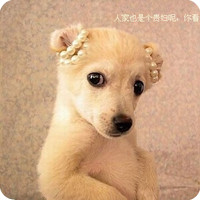 金毛犬头像和猫咪可爱QQ头像_WWW.TQQA.COM