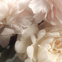 花的世界:唯美静态高清非人物头像:还你一个小清_WWW.TQQA.COM