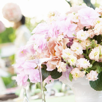 爱情就像凋落的玫瑰:静物唯美头像:花的世界_WWW.TQQA.COM