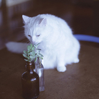 可爱喵星人+汪星人头像:可爱猫咪头像大全送给萌_WWW.TQQA.COM