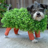 可爱喵星人+汪星人头像:可爱猫咪头像大全送给萌_WWW.TQQA.COM