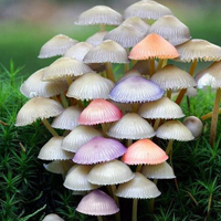 非人物:QQ空间唯美静物头像:蘑菇头像图片_WWW.TQQA.COM