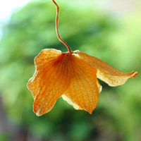 花的世界:唯美静态高清非人物头像:还你一个小清_WWW.TQQA.COM