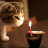 可爱猫咪qq头像:猫咪卖萌无罪_WWW.TQQA.COM