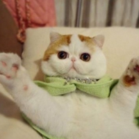 可爱喵星人+汪星人头像:可爱猫咪头像大全送给萌_WWW.TQQA.COM