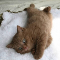 可爱喵星人+汪星人头像:可爱猫咪头像大全送给萌_WWW.TQQA.COM