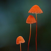 非人物:QQ空间唯美静物头像:蘑菇头像图片_WWW.TQQA.COM