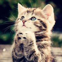 可爱喵星人+汪星人头像:可爱猫咪头像大全送给萌_WWW.TQQA.COM