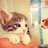 可爱猫猫qq头像:家里有只卖萌猫猫_WWW.TQQA.COM