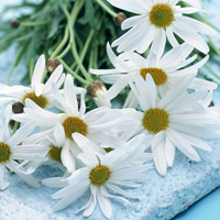 爱情就像凋落的玫瑰:静物唯美头像:花的世界_WWW.TQQA.COM