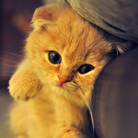 可爱猫猫qq头像:家里有只卖萌猫猫_WWW.TQQA.COM