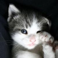 可爱猫咪qq头像:猫咪卖萌无罪_WWW.TQQA.COM