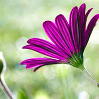 爱情就像凋落的玫瑰:静物唯美头像:花的世界_WWW.TQQA.COM