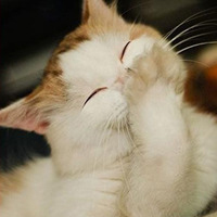 2016:可爱猫咪头像:小可爱我的小猫咪_WWW.TQQA.COM
