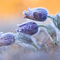 花的世界:唯美静态高清非人物头像:还你一个小清_WWW.TQQA.COM