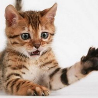 可爱猫猫qq头像:家里有只卖萌猫猫_WWW.TQQA.COM