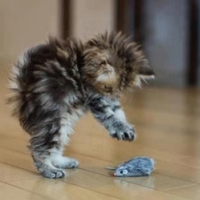 可爱喵星人+汪星人头像:可爱猫咪头像大全送给萌_WWW.TQQA.COM