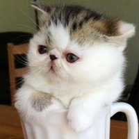 可爱猫猫qq头像:家里有只卖萌猫猫_WWW.TQQA.COM