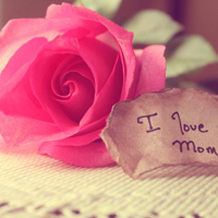 爱情就像凋落的玫瑰:静物唯美头像:花的世界_WWW.TQQA.COM