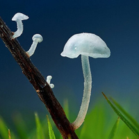 非人物:QQ空间唯美静物头像:蘑菇头像图片_WWW.TQQA.COM