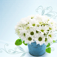 爱情就像凋落的玫瑰:静物唯美头像:花的世界_WWW.TQQA.COM