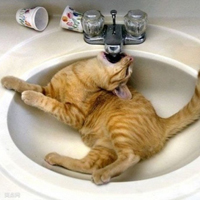 可爱喵星人+汪星人头像:可爱猫咪头像大全送给萌_WWW.TQQA.COM