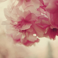 爱情就像凋落的玫瑰:静物唯美头像:花的世界_WWW.TQQA.COM