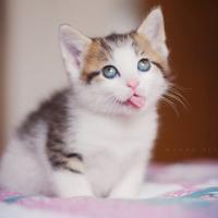 可爱猫咪qq头像:猫咪卖萌无罪_WWW.TQQA.COM