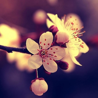 花的世界:唯美静态高清非人物头像:还你一个小清_WWW.TQQA.COM