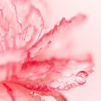 花的世界:唯美静态高清非人物头像:还你一个小清_WWW.TQQA.COM