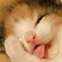 可爱猫猫qq头像:家里有只卖萌猫猫_WWW.TQQA.COM