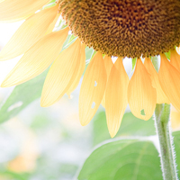 qq静态头像唯美小清新:QQ空间收藏必备精品头像大_WWW.TQQA.COM