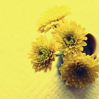 静物花唯美qq头像:爱擦身而过_WWW.TQQA.COM