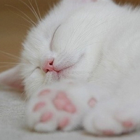 可爱喵星人+汪星人头像:可爱猫咪头像大全送给萌_WWW.TQQA.COM