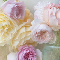 花的世界:唯美静态高清非人物头像:还你一个小清_WWW.TQQA.COM