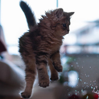 可爱猫猫qq头像:家里有只卖萌猫猫_WWW.TQQA.COM