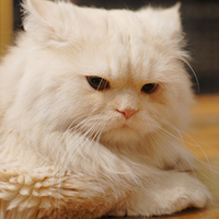 可爱猫猫qq头像:家里有只卖萌猫猫_WWW.TQQA.COM