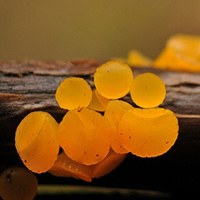 非人物:QQ空间唯美静物头像:蘑菇头像图片_WWW.TQQA.COM