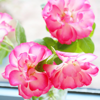 花的世界:唯美静态高清非人物头像:还你一个小清_WWW.TQQA.COM