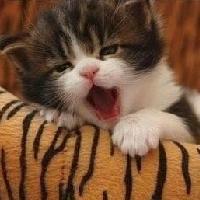 抱着猫咪的QQ女生头像:不会把爱当游戏_WWW.TQQA.COM
